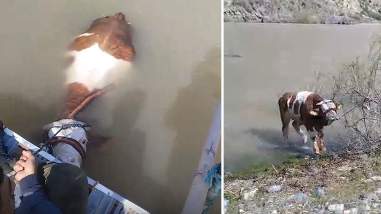 Kurbana sayılı günler kala firar eden tosun Murat Nehri’ni geçemedi