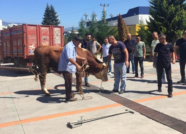Kurban’da hayır için dana aldılar kesip ihtiyaç sahiplerine dağıttılar 