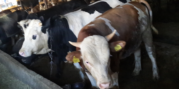 Kurbanda kurallara uymayanlara ceza yağacak