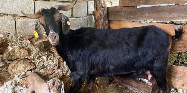 Kurbanı kesmeye giden kadını şoke eden görüntü!
