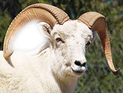 KURBANI ANLAMAK VE YAŞAMAK