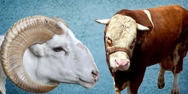 Kurbanlar ne kadar? 2022 kurbanlık büyükbaş küçükbaş fiyatları: