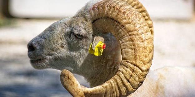 Kurbanlar ne kadar? Kurbanlık fiyatları küçükbaş kurbanlık büyükbaş kurbanlık fiyatları