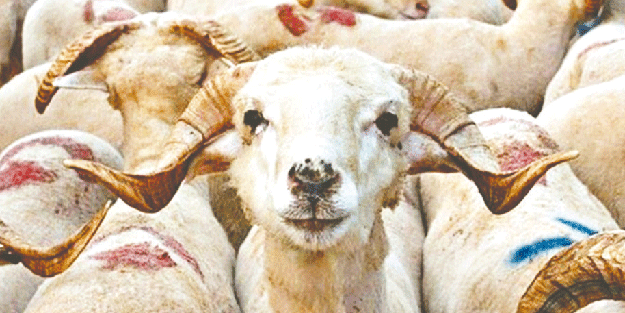 Kurbanlarımız kurşun olup bizi vurmasın!