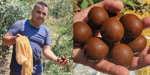 Kurbanlığın karnından çıkanlar şoke etti! 'İlk defa böyle bir şey gördük'
