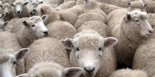 Kurbanlık alacaklar dikkat! 'Kalıntı olabilir'