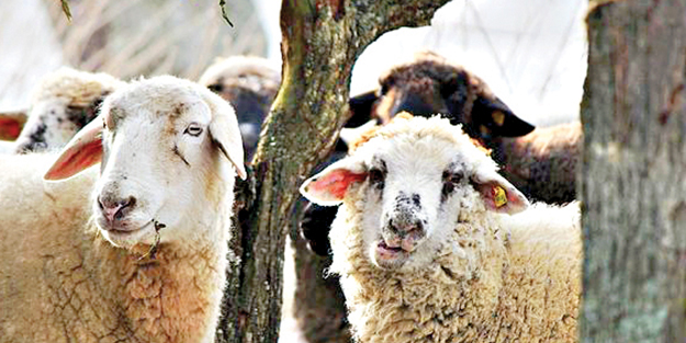 Kurbanlık alacaklara ‘bip’ yardımı