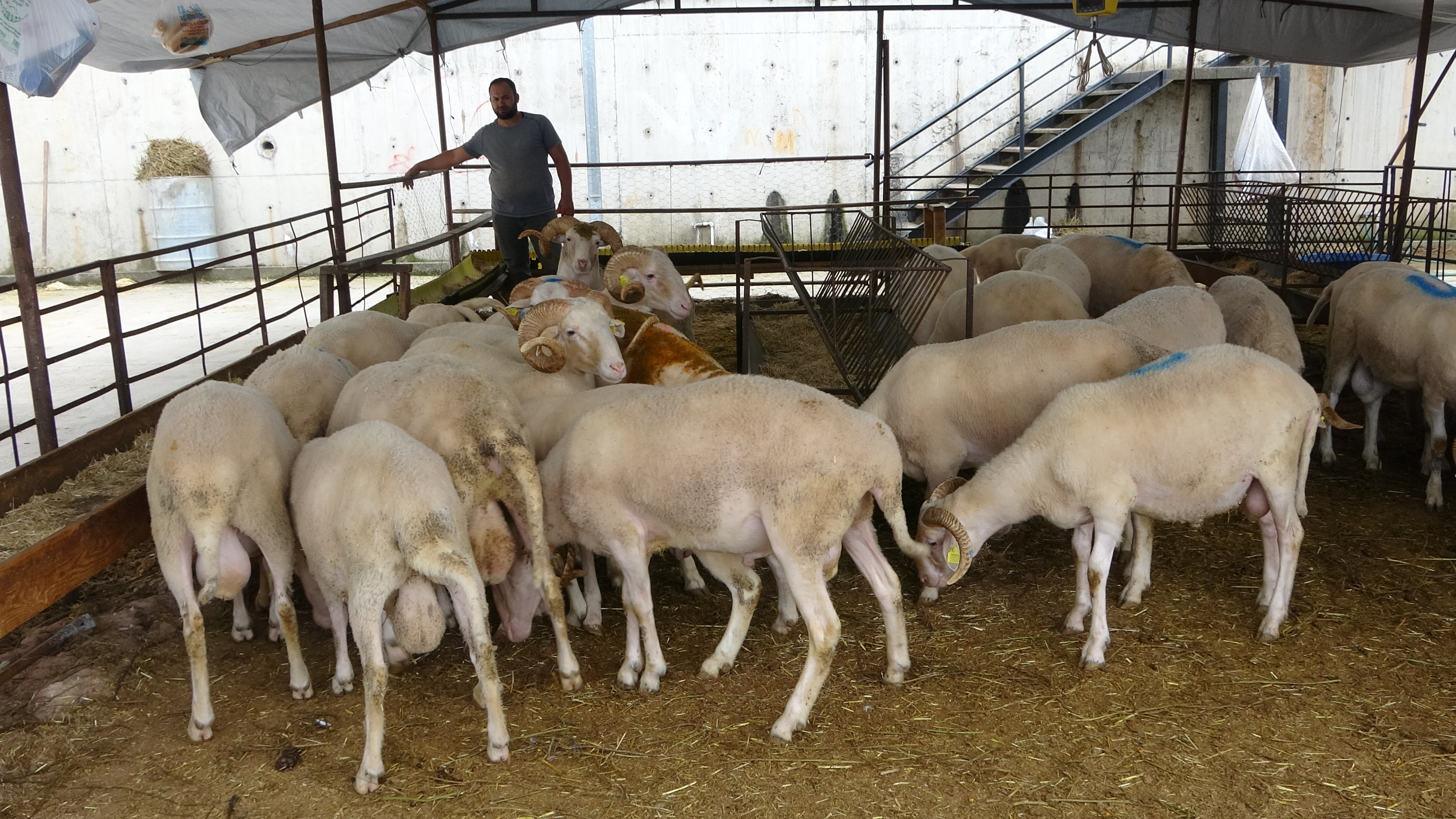 Kurbanlık alımını son güne bırakmayın