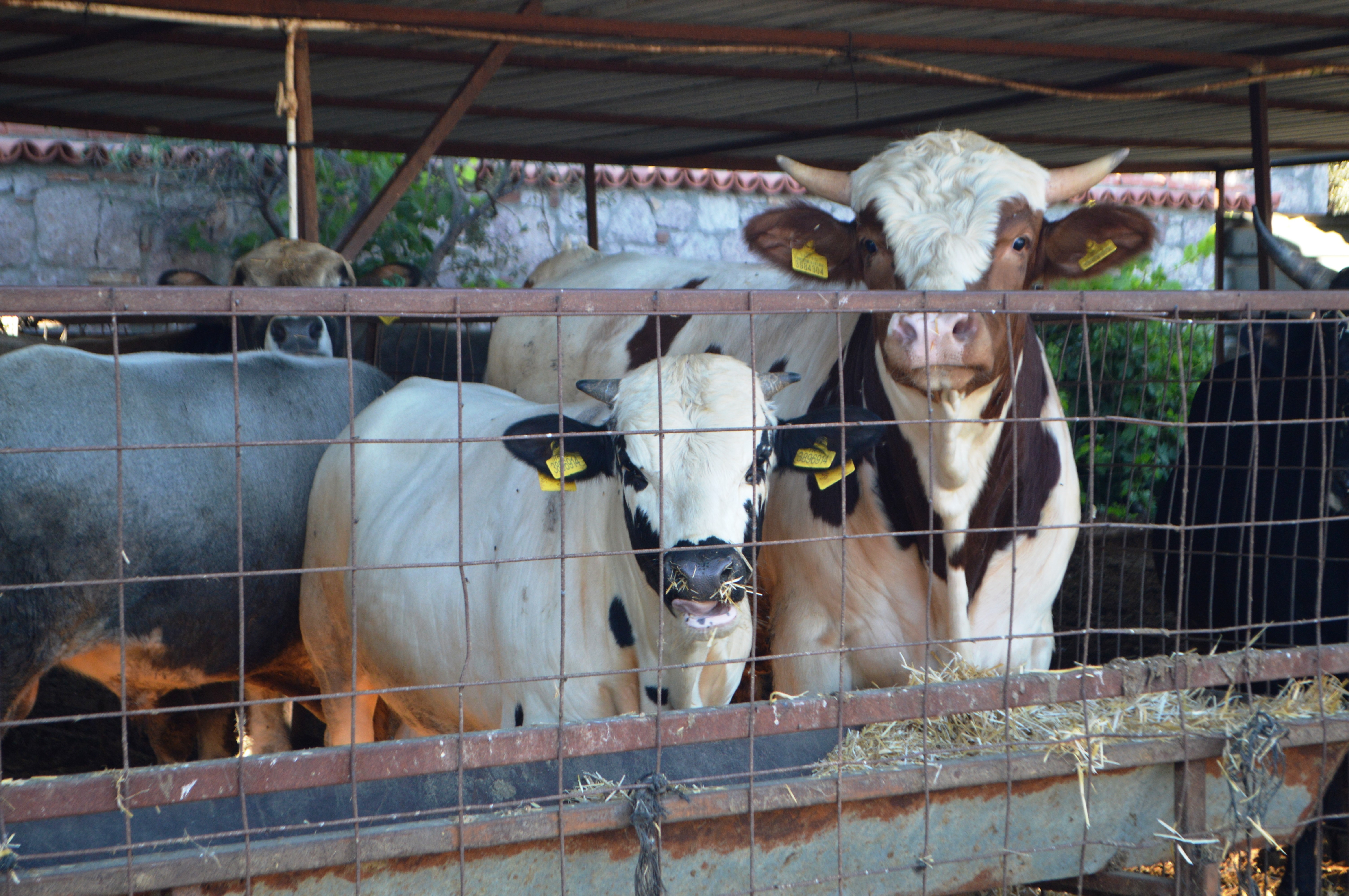 Kurbanlık alırken bu detaylara dikkat!