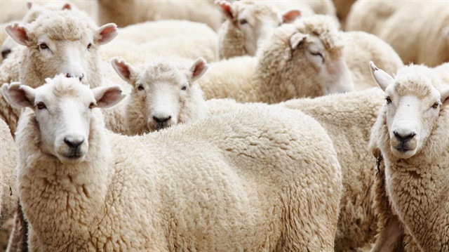 Kurbanlık bu yıl el yakmayacak