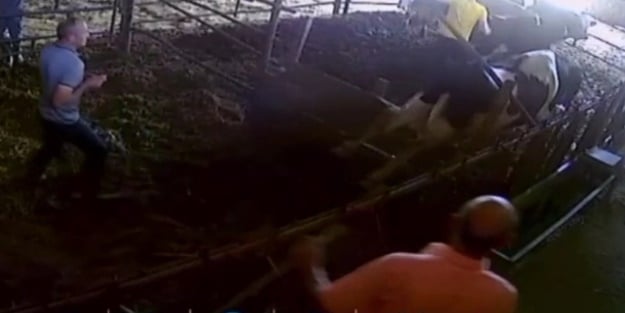 Kurbanlık dana yaptı yapacağını