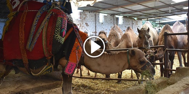 Kurbanlık develer sahiplerini bekliyor
