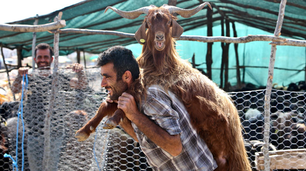 Kurbanlık fiyatı cep yakıyor