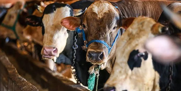 Kurbanlık fiyatları 2022: Kurbanlık tosun, boğa, koyun, koç, dana, keçi fiyatları ne kadar? Büyükbaş ve küçükbaş kurban fiyatları