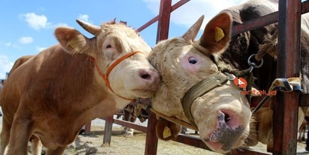 Kurbanlık fiyatları netleşiyor