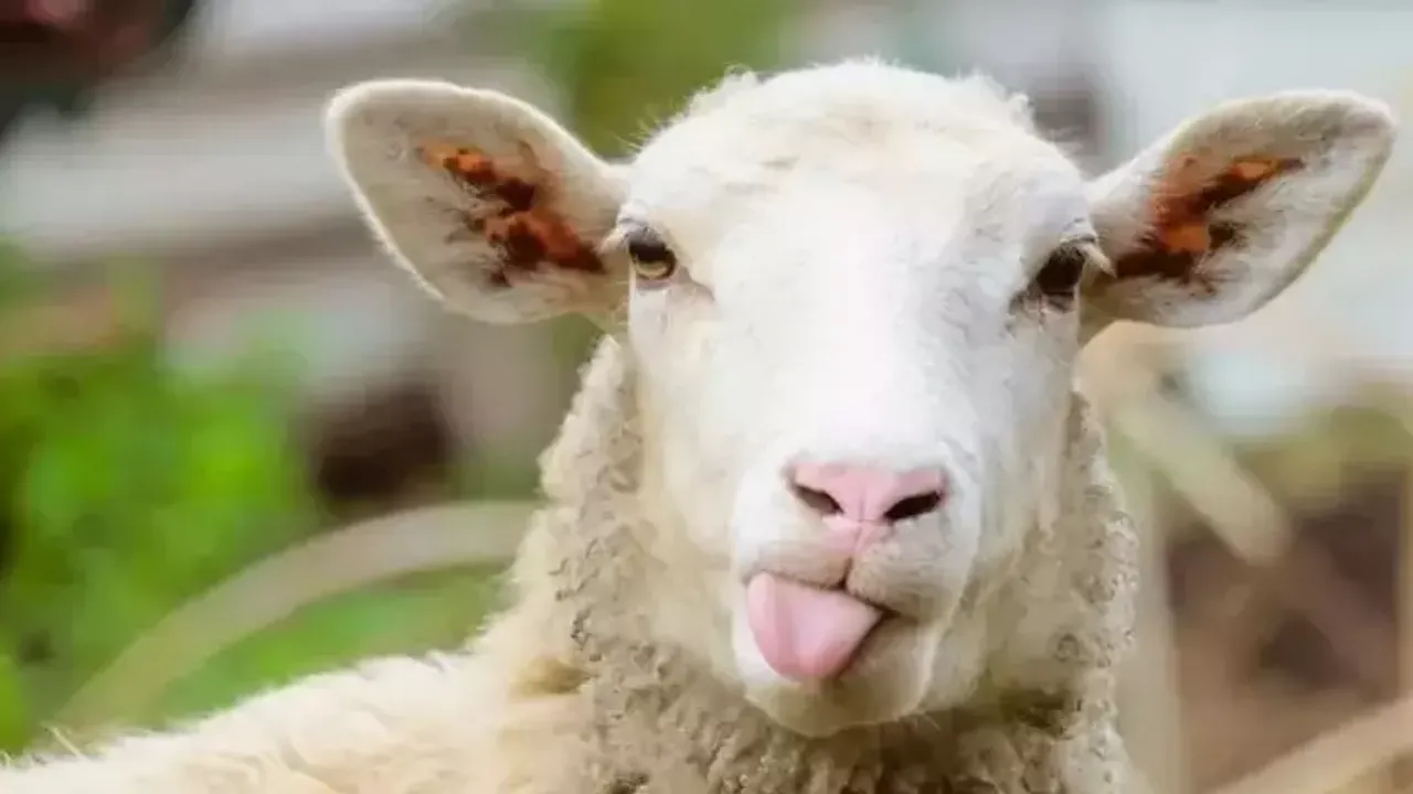 Kurbanlık Hayvan Pazarları Hareketlendi: Yılın İlk Fiyatları Netleşiyor