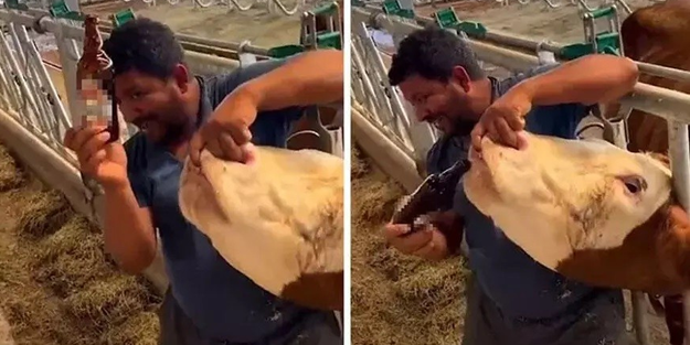 Kurbanlık hayvana içki içiren karaktersiz tutuklandı