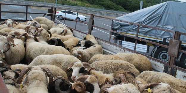 Kurbanlık hayvanlar İstanbul'da...