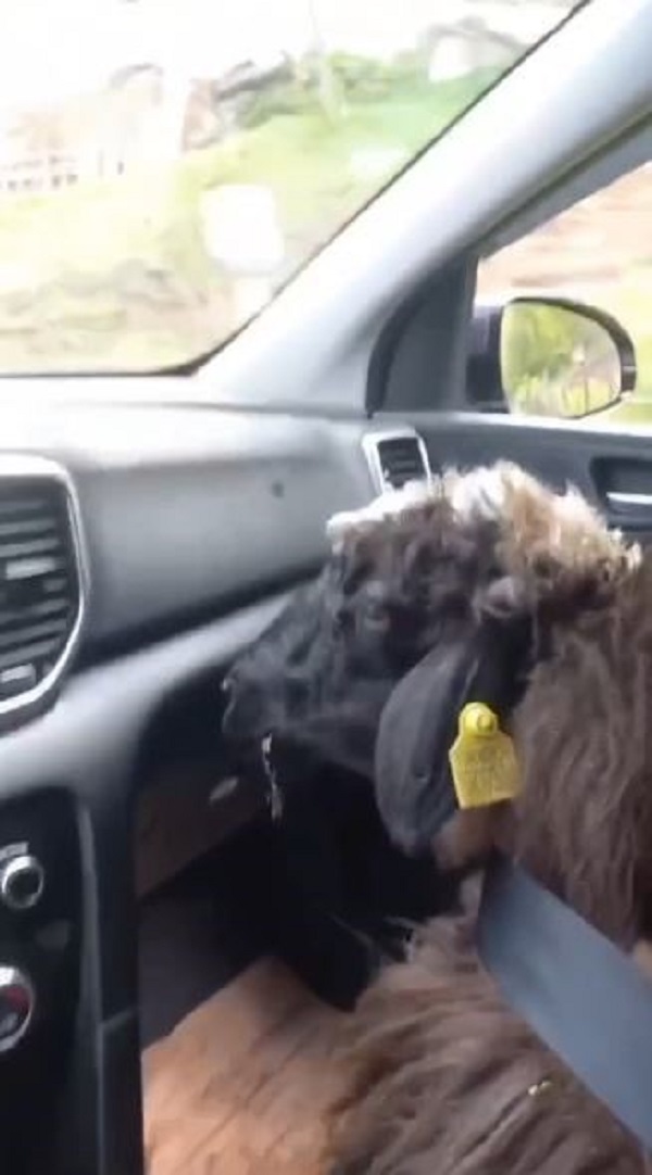 Kurbanlık koçun ilginç yolculuğu!