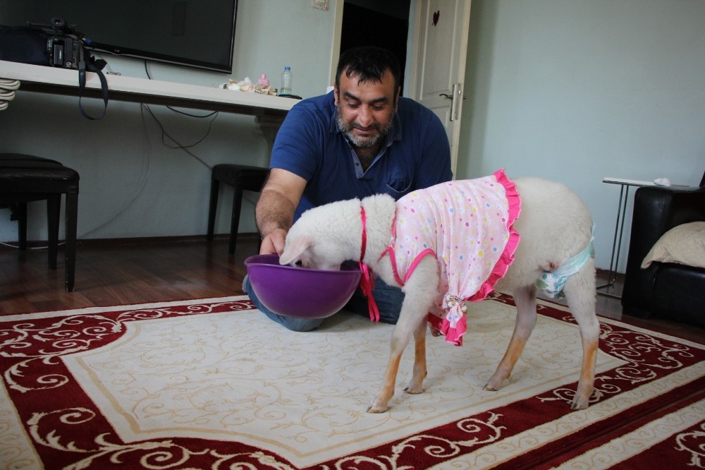 Kurbanlık olarak aldıkları kuzu evlatları gibi oldu 