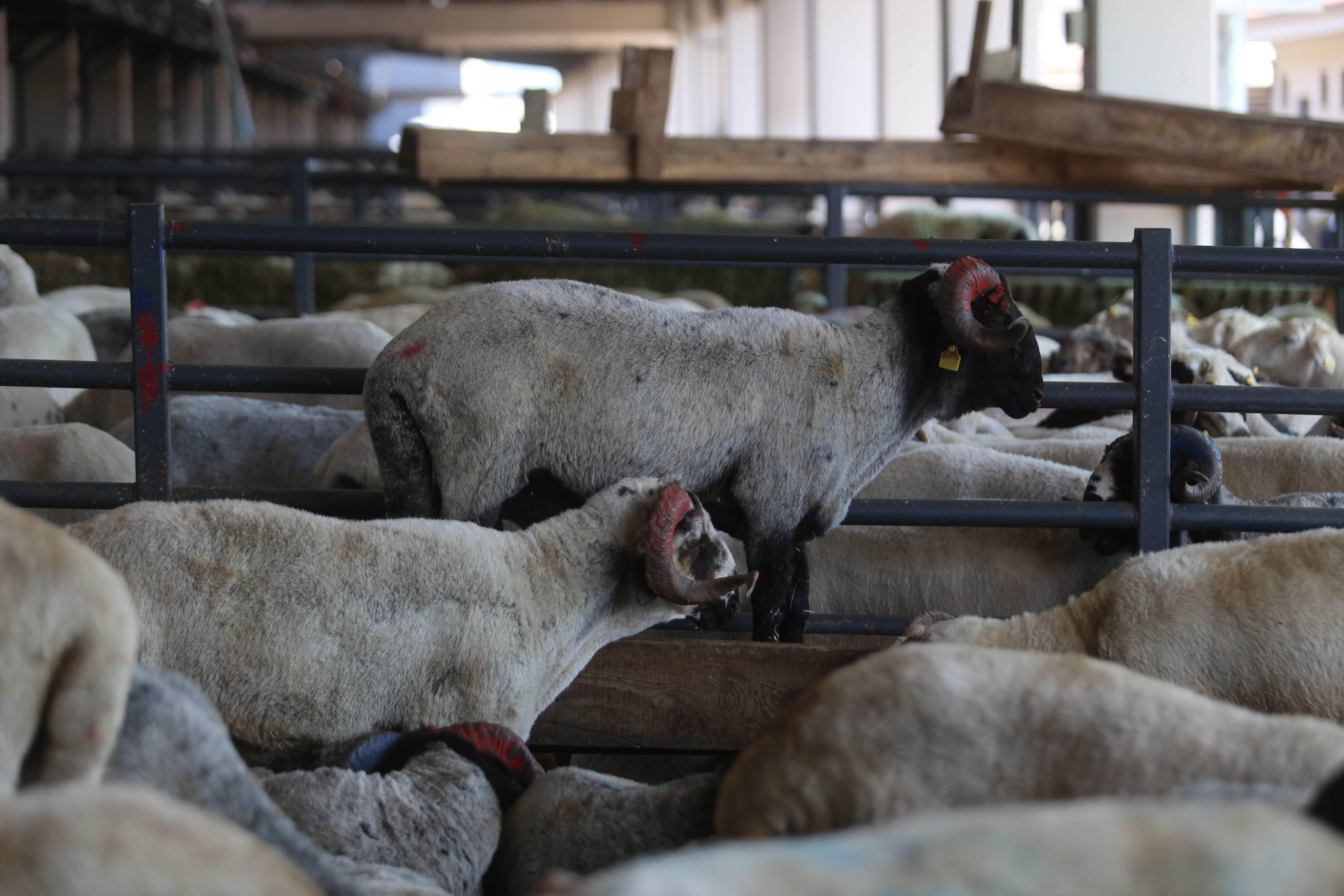 Kurbanlık satışları istenen düzeyde olmayınca, satıcılar indirim yaptı