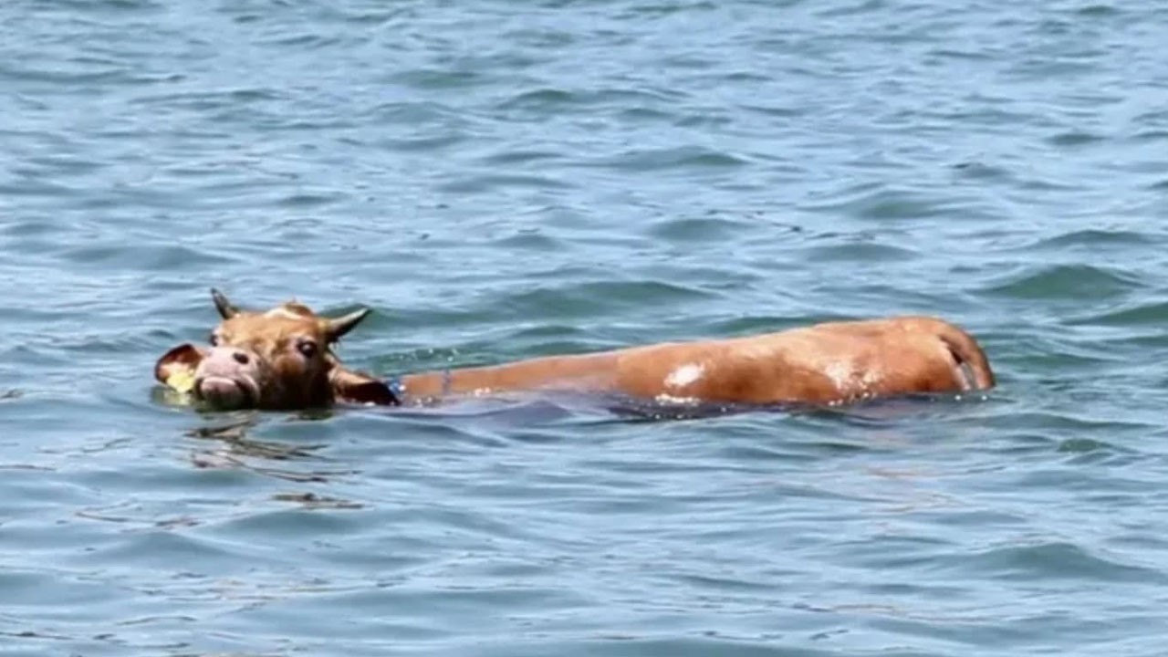 Kurbanlık soluğu denizde aldı! Filmleri aratmayan kaçış hikayesi