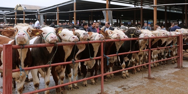Kurbanlık temininde sorun yaşanmayacak