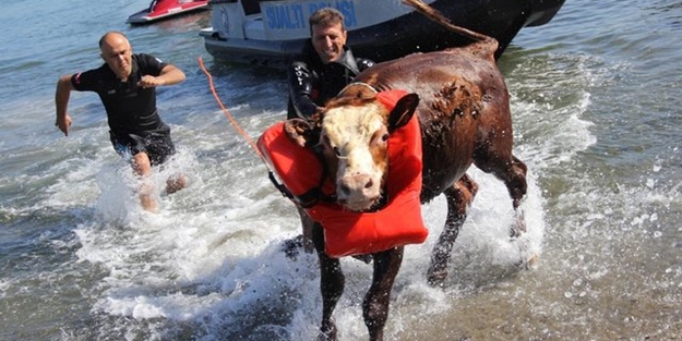 Kurbanlık tosun denize atlayınca... - VİDEO
