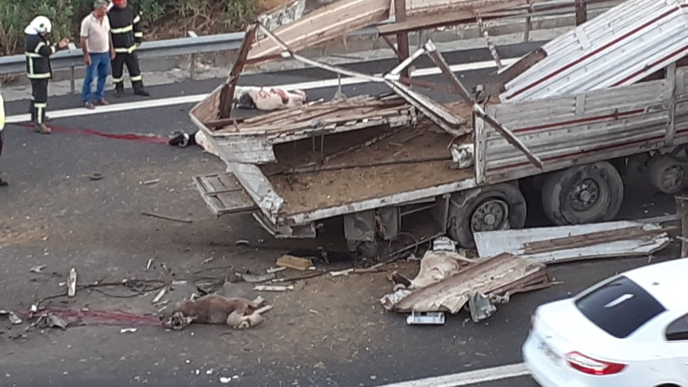 Kurbanlık yüklü tır kaza yaptı: 3 kişi yaralandı, çok sayıda hayvan telef oldu 