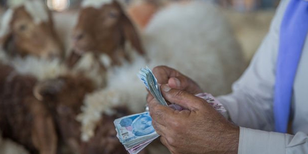 Kurbanlıklar pazara inmeye başladı! İşte fiyatlar