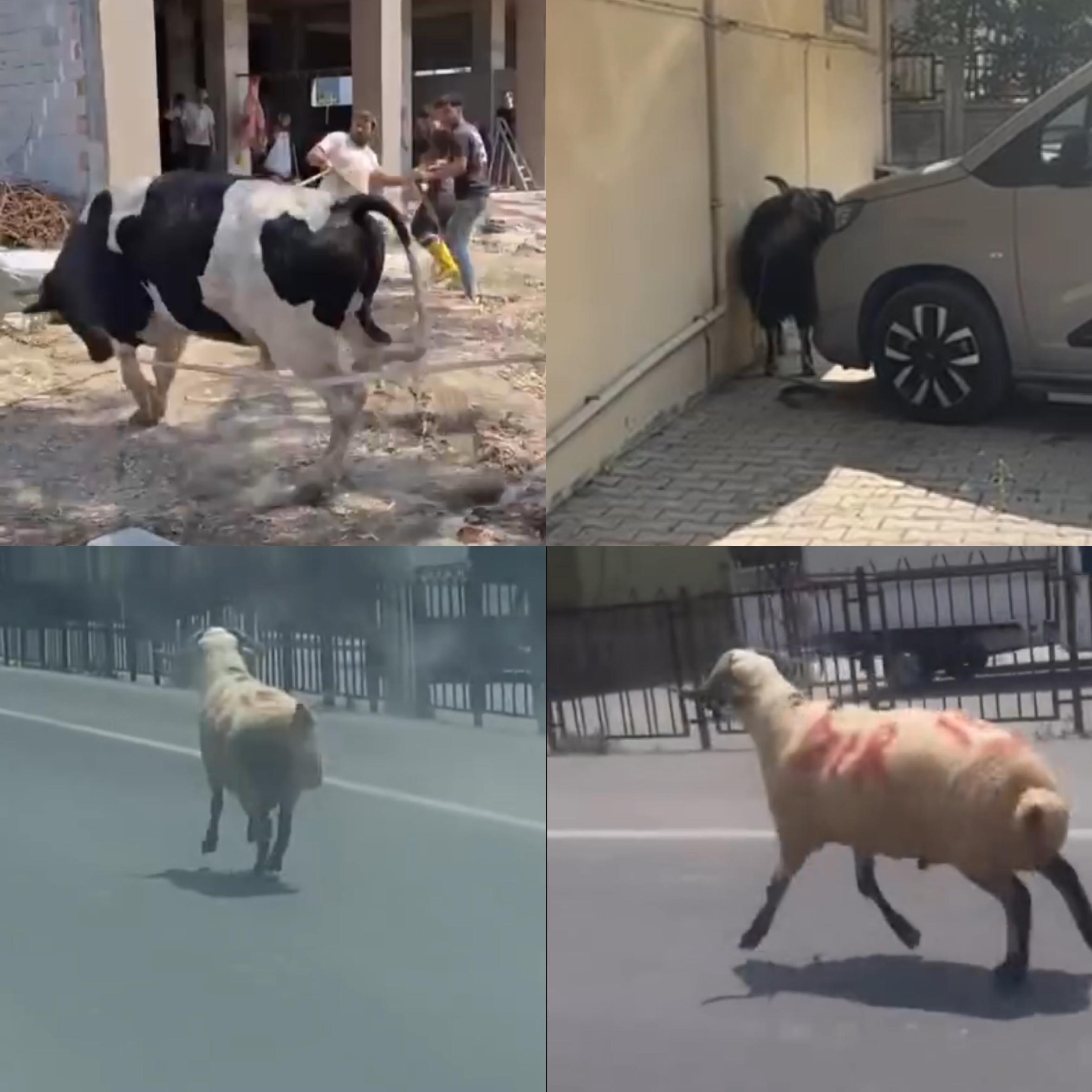 Kurbanlıklar firarda