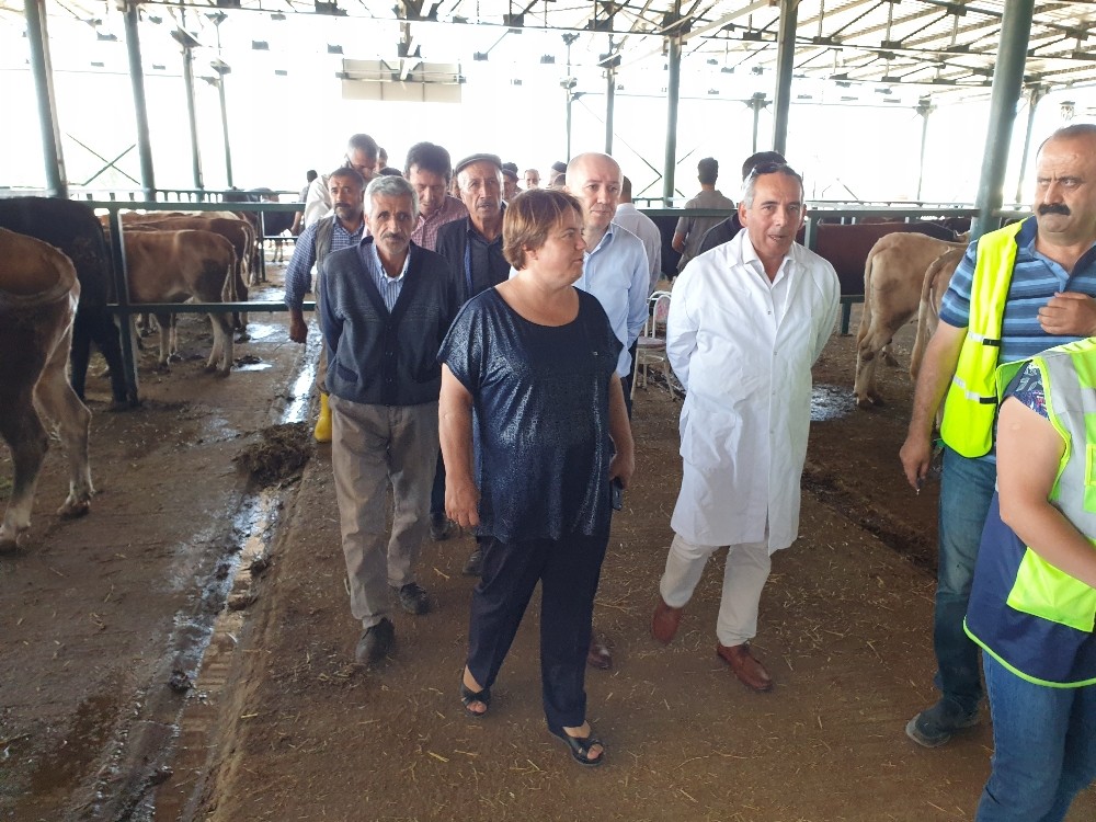 Kurbanlıklar hayvan pazarına kontrol edilerek alınıyor 