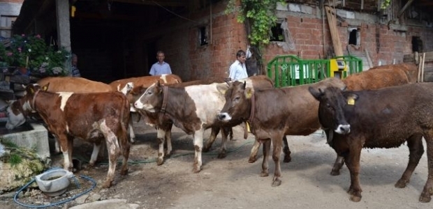 Kurbanlıklar İstanbul'a gelmeye başladı