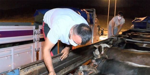 Kurbanlıklar İstanbul'a giriş yaptı