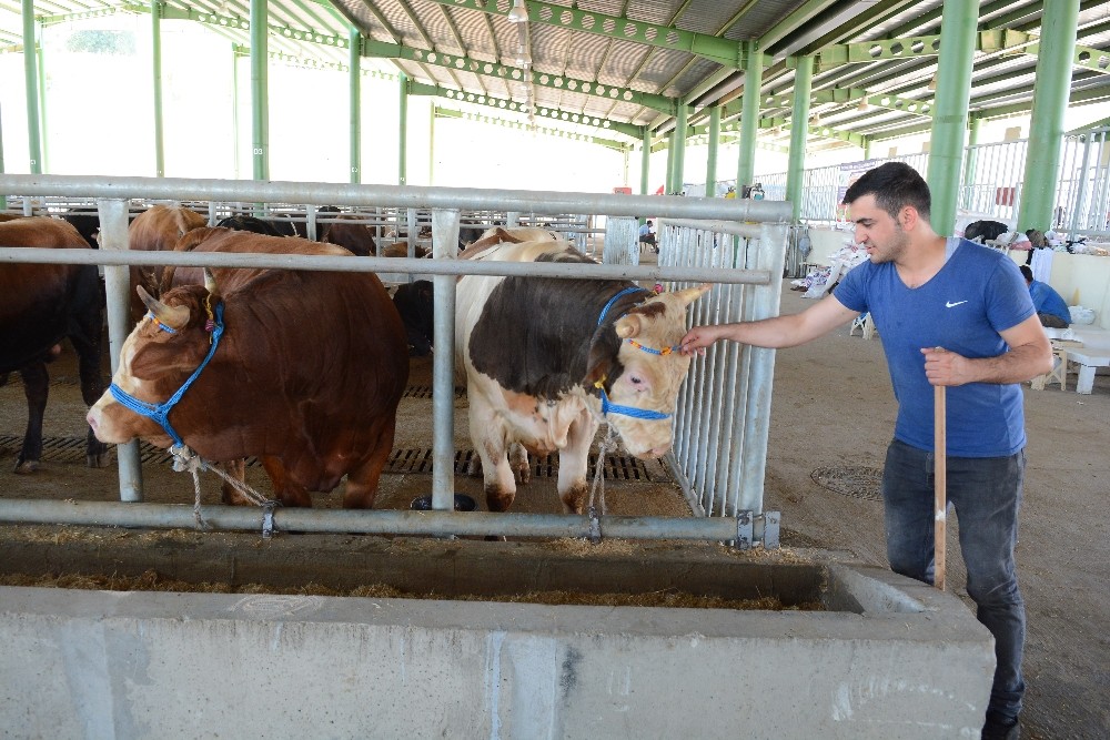 Kurbanlıklar, İzmit Modern Hayvan Pazarına indi 