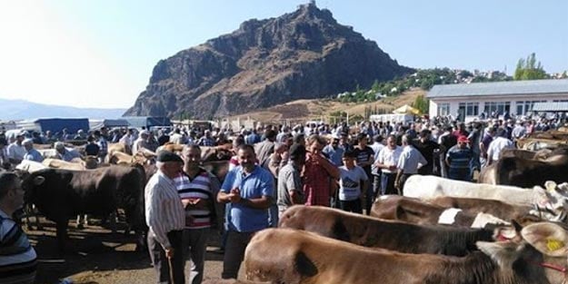 Kurbanlıklar kaçtan satılıyor? Küçükbaş büyükbaş kurban fiyatları