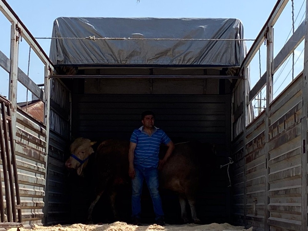 Kurbanlıklar korona gölgesinde yola çıkmaya başladı 