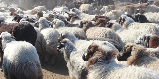 Kurbanlıklar pazara inecek alışkanlıklar ertelenecek