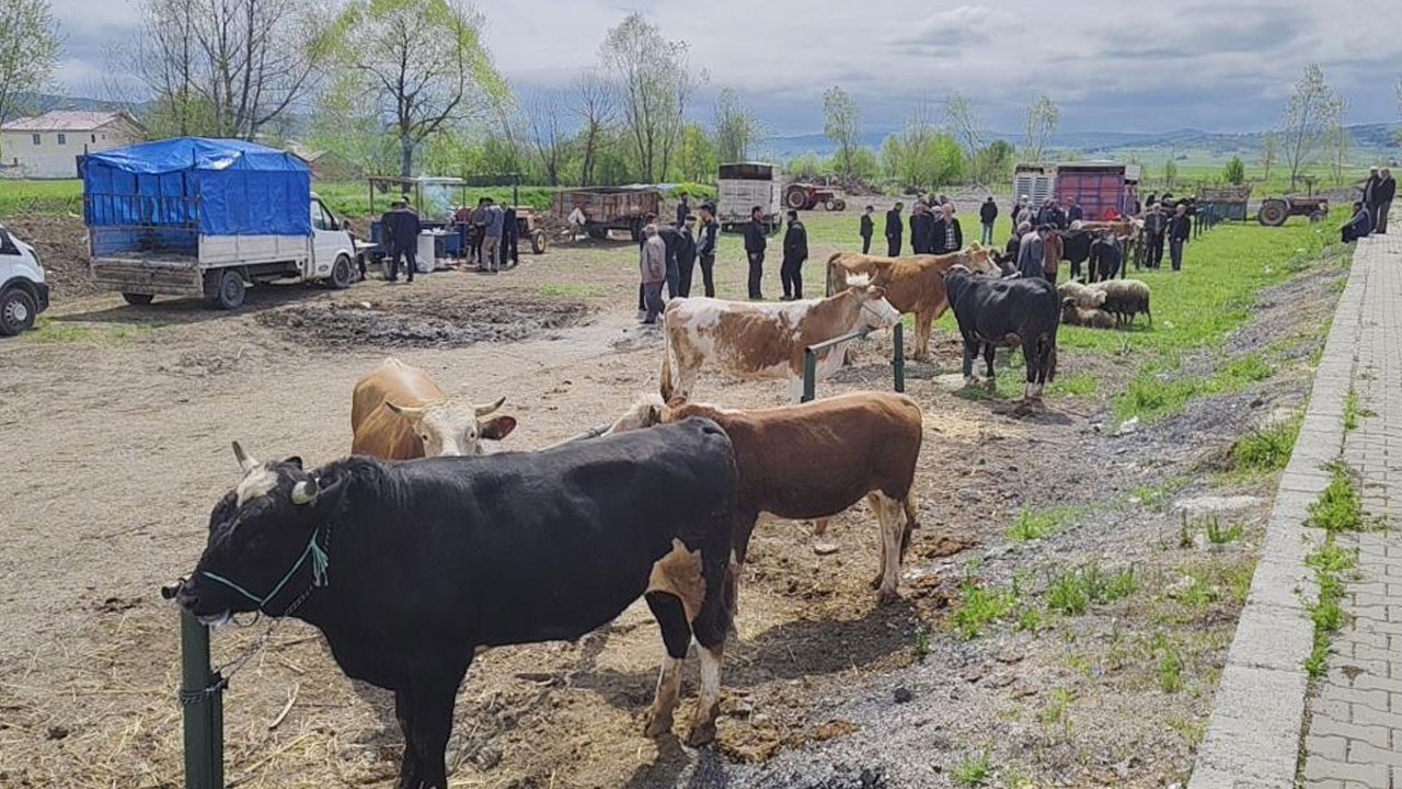 Kurbanlıklar pazarlara inmeye başladı