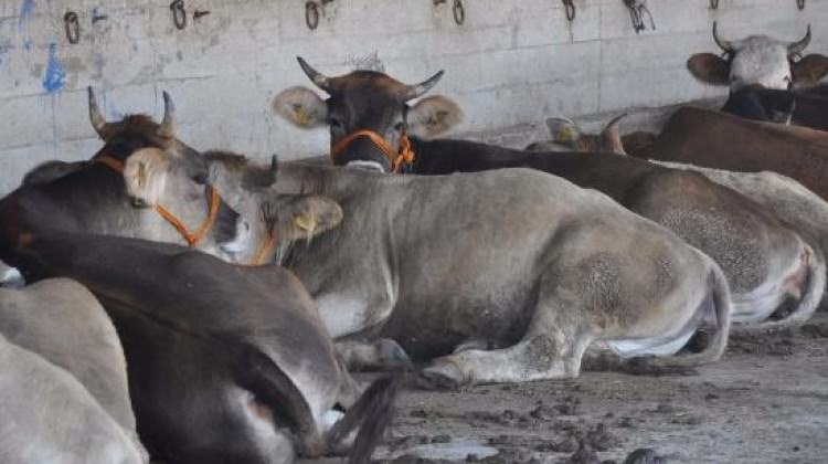 Kurbanlıklar satışa çıktı!