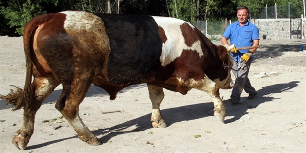Kurbanlıklara kötü davranana ceza verilecek