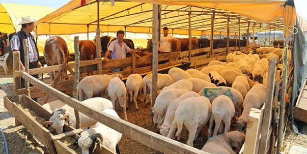 Kurbanlıkların fiyatı düştü!