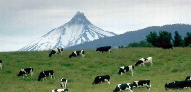 Kurbanlıkların fiyatı ikinci el otomobillerle yarışıyor