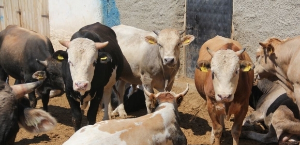 Kurbanlıklarını internetten satışa sundu, karlı çıktı