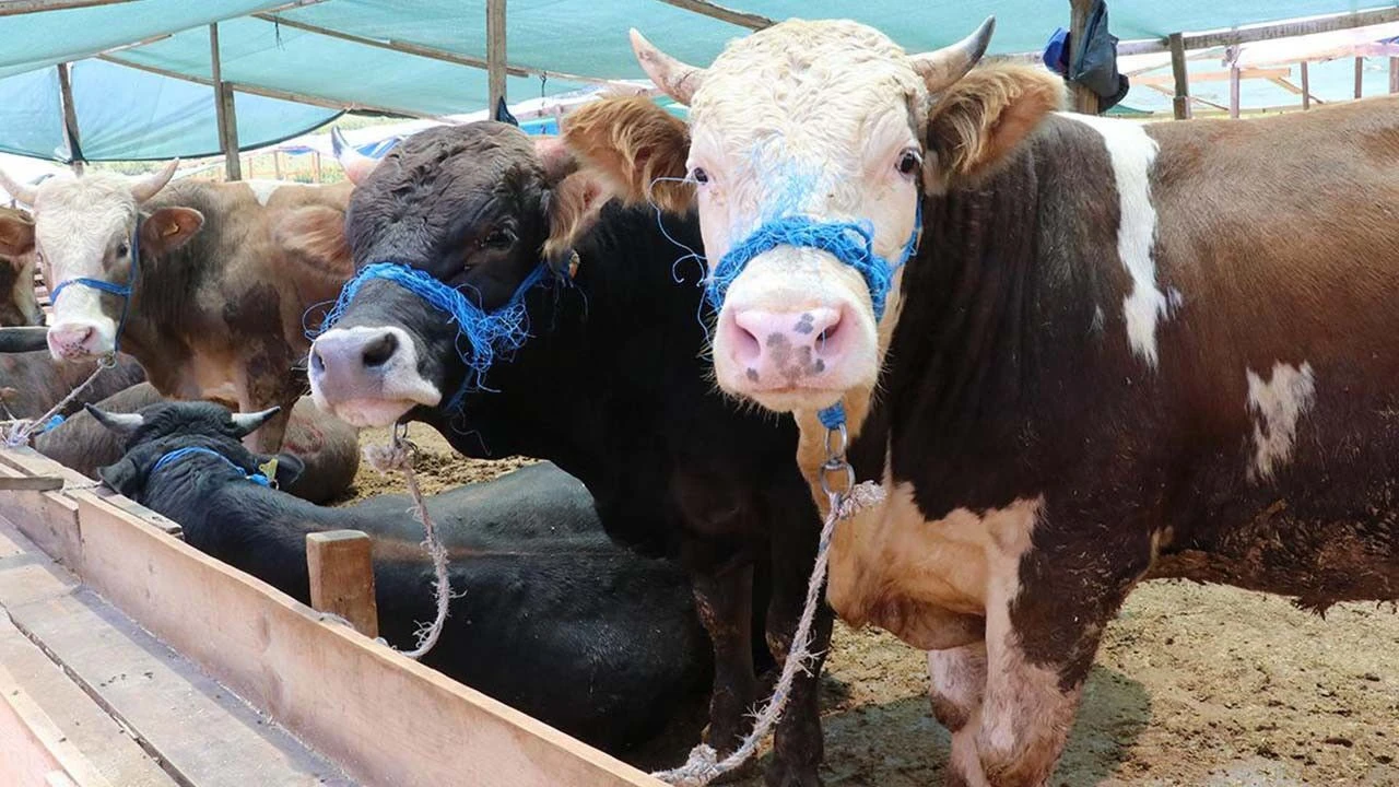 Kurbanlıkta fiyat şoku! Otomobil alınır hatta para artar...