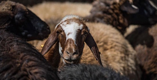 Kurbanlıkta kesim öncesi ve sonrası tavsiyeler