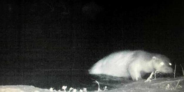 Bu görüntü Türkiye'de çekildi!