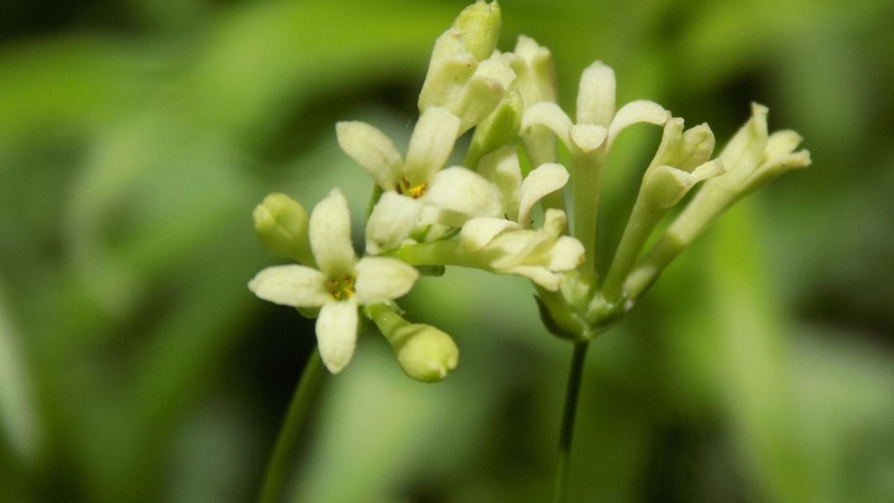 Küre Dağları’ndan dünyaya armağan! "Paflagonya Belumotu" keşfedildi