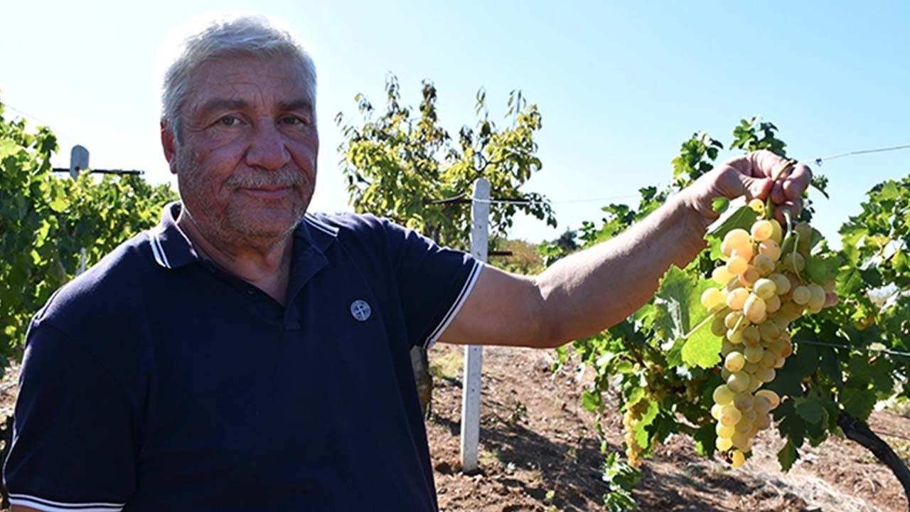 Küre Köyü'nün razakı üzümü sofralarımıza girecek