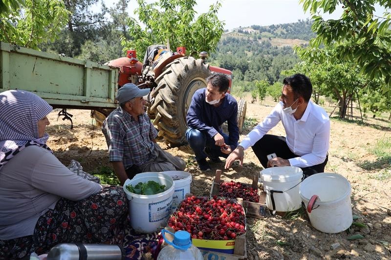 Küre’de kiraz hasadı başladı 